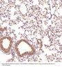Anti-CD45 PTPRC Rabbit Monoclonal Antibody