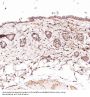 Anti-CD45 PTPRC Rabbit Monoclonal Antibody