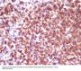 Anti-CD45 PTPRC Rabbit Monoclonal Antibody