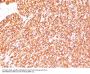 Anti-CD45RB (B-Cell Marker) PTPRC Monoclonal Antibody