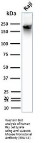 Anti-CD45RB (B-Cell Marker) PTPRC Monoclonal Antibody