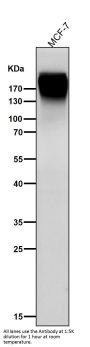 Anti-Fibronectin FN1 Rabbit Monoclonal Antibody