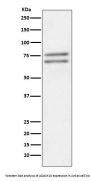 Anti-ADAM10 Rabbit Monoclonal Antibody