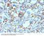 Anti-HLA-DRB (MHC II) HLA-DRB1 Monoclonal Antibody