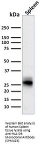Anti-HLA-DRB (MHC II) HLA-DRB1 Monoclonal Antibody