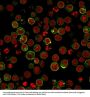 Anti-HLA-DRB (MHC II) HLA-DRB1 Monoclonal Antibody