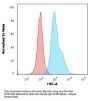 Anti-HLA-DRB (MHC II) HLA-DRB1 Monoclonal Antibody