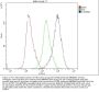 Anti-GSTM1 Antibody Picoband® (monoclonal, 11F2)