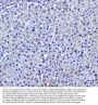 Anti-GSTM1 Antibody Picoband® (monoclonal, 11F2)