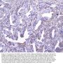 Anti-GSTM1 Antibody Picoband® (monoclonal, 11F2)