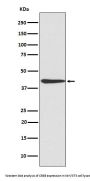 Anti-CREB CREB1 Rabbit Monoclonal Antibody