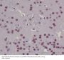 Anti-CREB CREB1 Rabbit Monoclonal Antibody