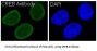 Anti-CREB CREB1 Rabbit Monoclonal Antibody