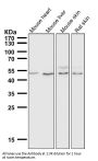 Anti-IRF1 Rabbit Monoclonal Antibody