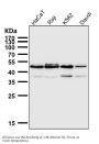 Anti-IRF1 Rabbit Monoclonal Antibody