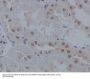 Anti-IRF1 Rabbit Monoclonal Antibody
