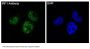 Anti-IRF1 Rabbit Monoclonal Antibody
