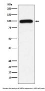Anti-UBE3A Monoclonal Antibody