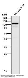 Anti-UBE3A Monoclonal Antibody