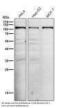 Anti-UBE3A Monoclonal Antibody