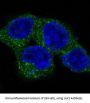 Anti-ULK1/Atg1 Rabbit Monoclonal Antibody