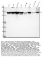 Anti-ULK1/Atg1 Rabbit Monoclonal Antibody