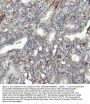 Anti-ULK1/Atg1 Rabbit Monoclonal Antibody