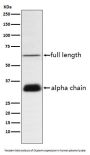 Anti-Clusterin Rabbit Monoclonal Antibody