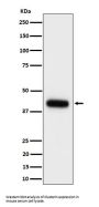Anti-Clusterin Rabbit Monoclonal Antibody