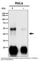 Anti-Clusterin Rabbit Monoclonal Antibody