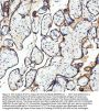 Anti-Transferrin Receptor (CD71) TFRC Rabbit Monoclonal Antibody