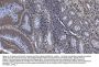 Anti-SAMHD1 Antibody PicobandÂ® (monoclonal, 10H8)