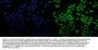Anti-SAMHD1 Antibody PicobandÂ® (monoclonal, 10H8)