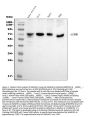 Anti-SAMHD1 Antibody PicobandÂ® (monoclonal, 10H8)