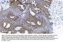 Anti-SAMHD1 Antibody PicobandÂ® (monoclonal, 10H8)