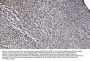 Anti-SAMHD1 Antibody PicobandÂ® (monoclonal, 10H8)