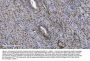Anti-SAMHD1 Antibody PicobandÂ® (monoclonal, 10H8)