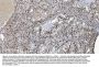 Anti-SAMHD1 Antibody PicobandÂ® (monoclonal, 10H8)
