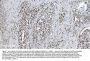 Anti-SAMHD1 Antibody PicobandÂ® (monoclonal, 10H8)