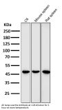 Anti-GATA3 Rabbit Monoclonal Antibody