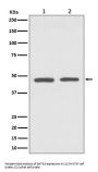 Anti-GATA3 Rabbit Monoclonal Antibody