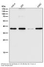 Anti-CD68/Sr D1 Rabbit Monoclonal Antibody