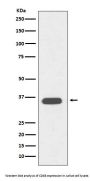 Anti-CD68/Sr D1 Rabbit Monoclonal Antibody