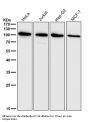 Anti-ADAM17/Tace Rabbit Monoclonal Antibody