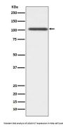 Anti-ADAM17/Tace Rabbit Monoclonal Antibody