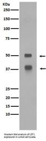 Anti-LEF1 Rabbit Monoclonal Antibody