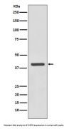Anti-SIRT6 Rabbit Monoclonal Antibody