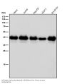 Anti-SIRT6 Rabbit Monoclonal Antibody