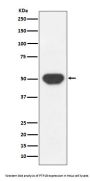 Anti-PTP1B PTPN1 Rabbit Monoclonal Antibody