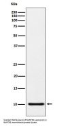 Anti-RANTES CCL5 Monoclonal Antibody